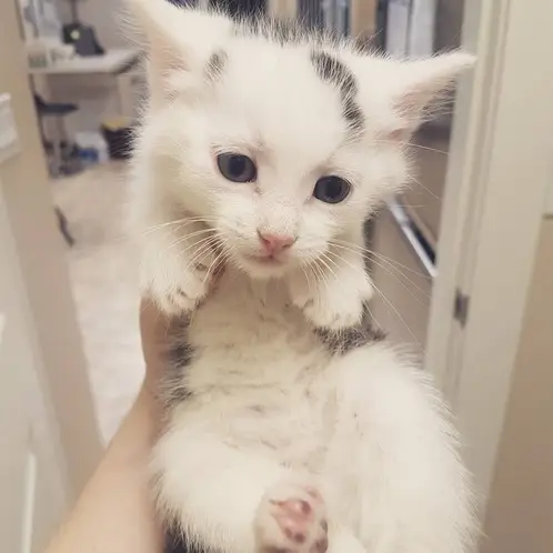 kitten