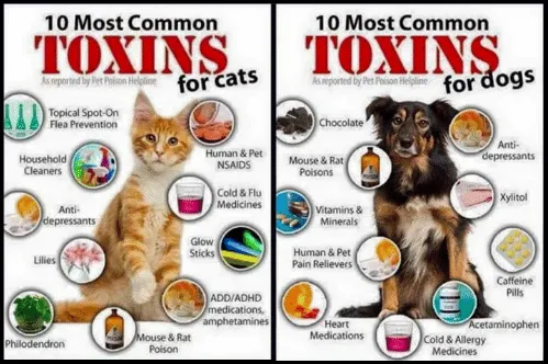 Common Toxins
