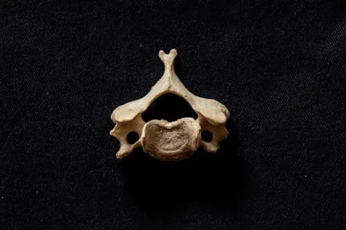 neck bone