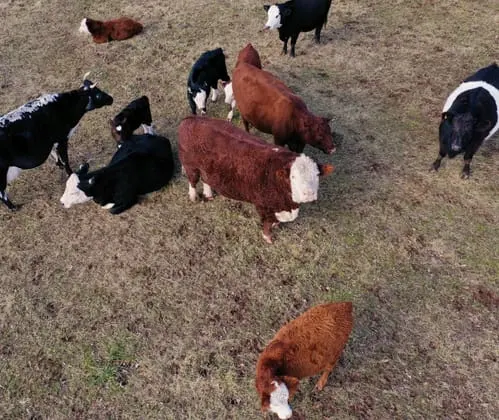 Cow Heard