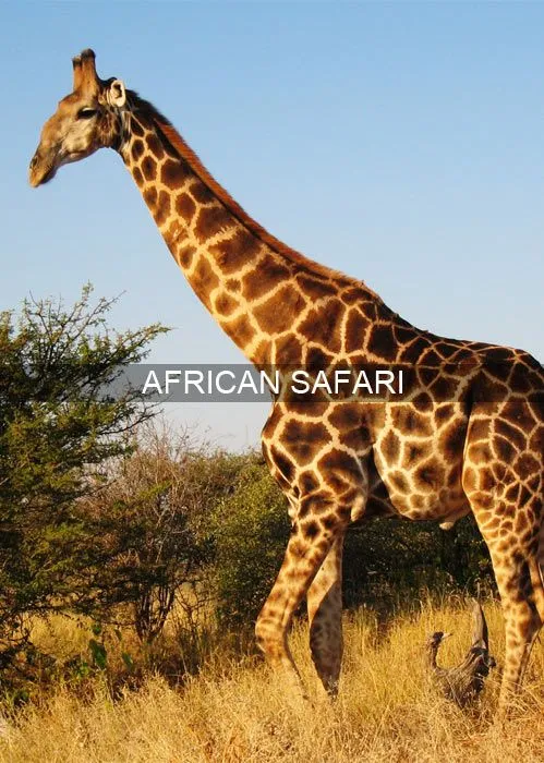 Africa