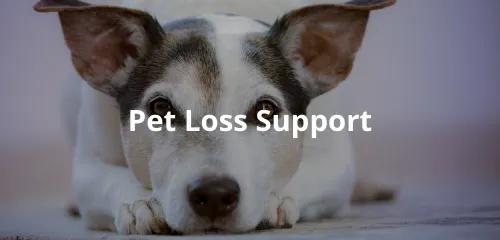 pet loss support