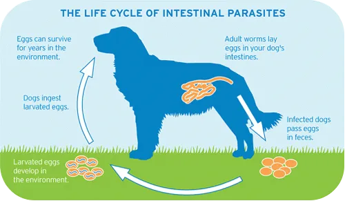 lifecycle_intestinal_parasites_large_1.gif