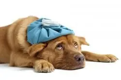 sick_dog_with_flu_laying_down