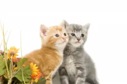 bigstock_Two_Kittens_And_Flowers_2730273_1.jpg