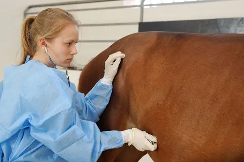Equine Gastroscopy