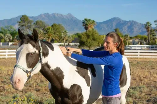 Doctor checking horses spine