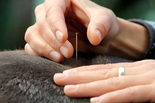 Acupunture needle on a horse