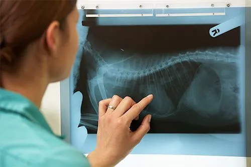 Radiology (X-rays)