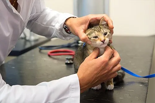 vet examing a kittens glands