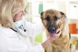 wellness exam, checkup, Duarte Azusa Veterinarian 