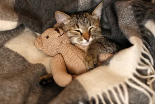 cuddly kitty