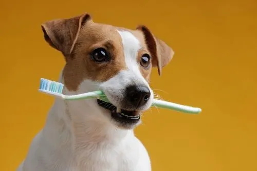 Adorable dog with a toothbrush, symbolizing dental care for pets.