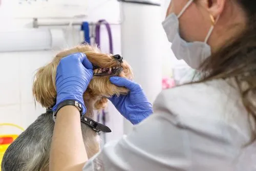 Pet-Dental-Extraction-in-Glastonbury-and-Marlborough-CT