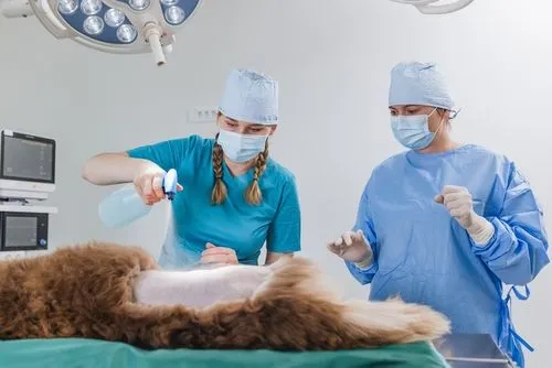 Pet-Surgery-in-Glastonbury-and-Marlborough-CT