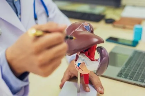 Doctor pointing out in a model of liver