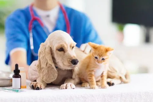 Puppy and Kitten Care