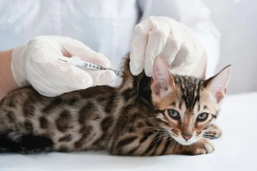 cat receiving vaccine