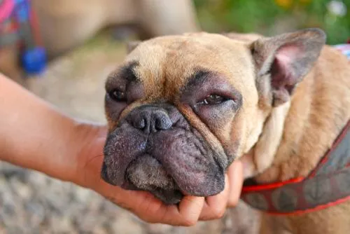 French-Bulldog-with-Swollen-Face-from-Allergic-Reaction