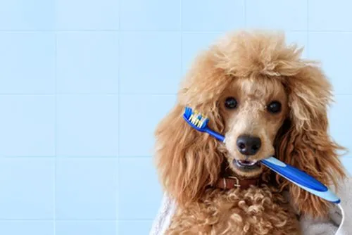 Pet dental care concept with dog holding toothbrush