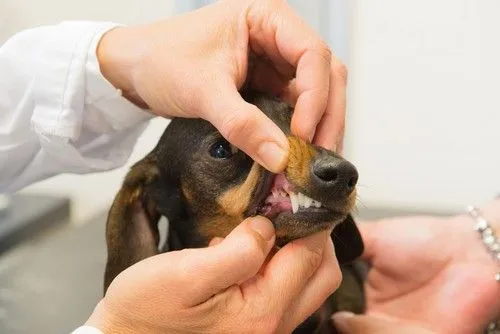 dog dental