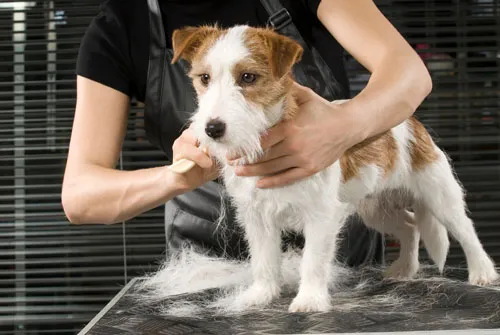 Small dog getting groomed