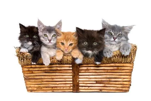 Kittens in a basket