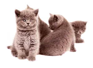 image of cats