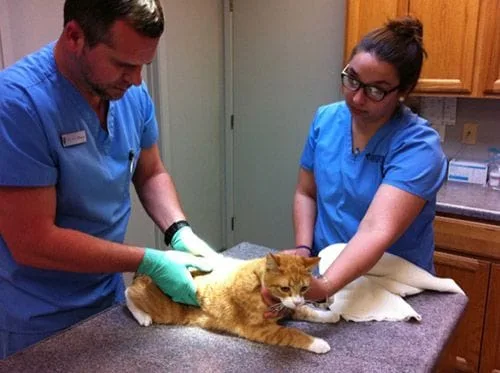 staff examining cat