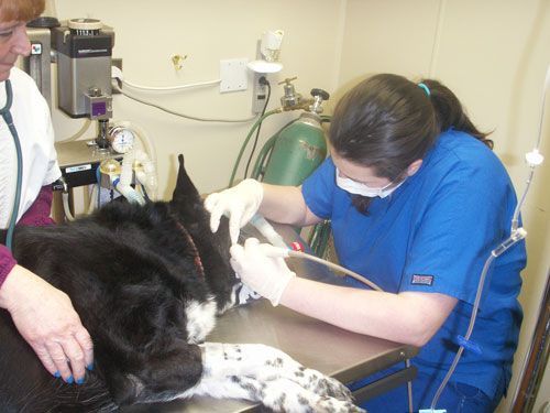 critter care vet clinic veterinarian in childress tx us dental close up on rachel cleaning teeth