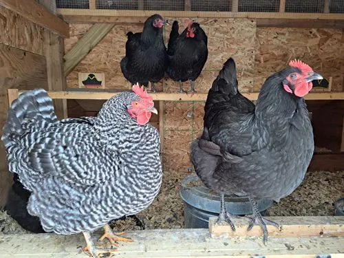 Chickens at Borer Family Chiropractic