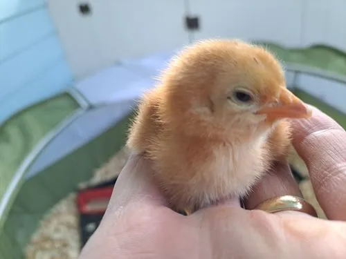 Baby Chick at Borer Family Chiropractic