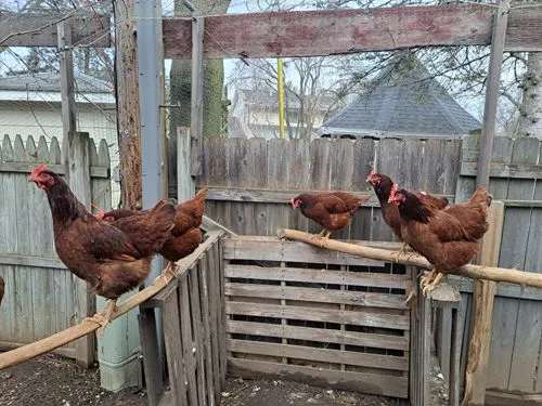Chickens at Borer Family Chiropractic