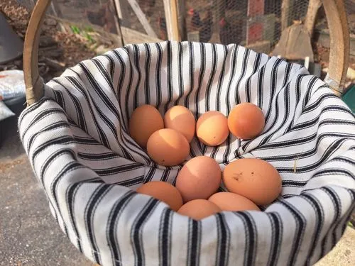 Eggs from Chickens at Borer Family Chiropractic