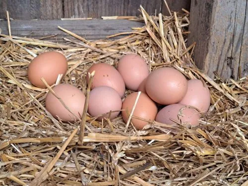 Eggs from Chickens at Borer Family Chiropractic