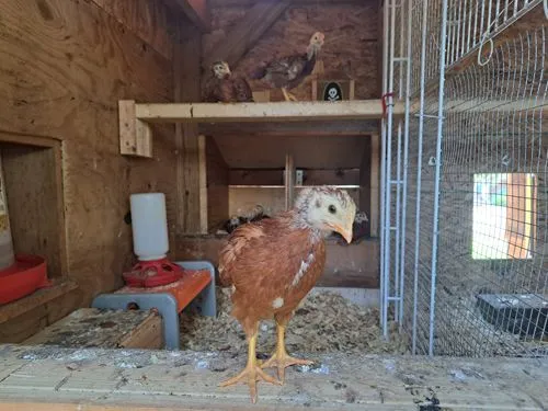 Chickens at Borer Family Chiropractic