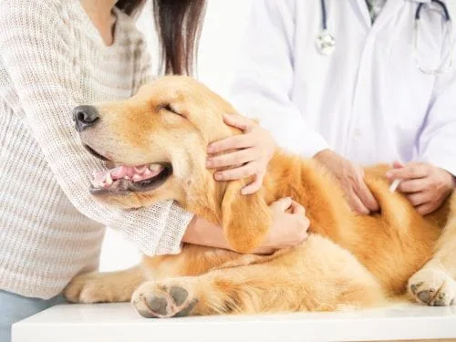 dog receiving vaccine