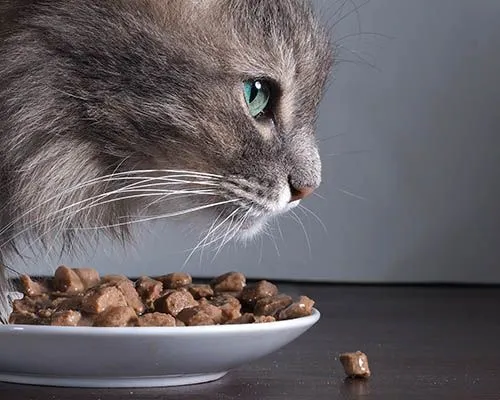 Cat food outlet recommendations