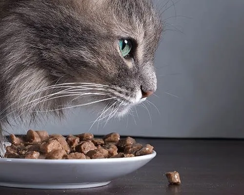 Feline appropriate diet recommendations at Meadows Cat Hospital