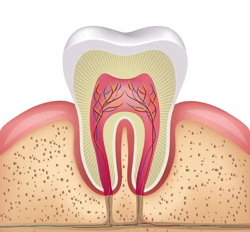 Baltimore, MD Root Canal