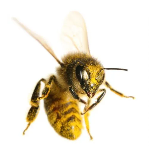 Bee Sting Allergy - Yellow Jackets on Steroids?