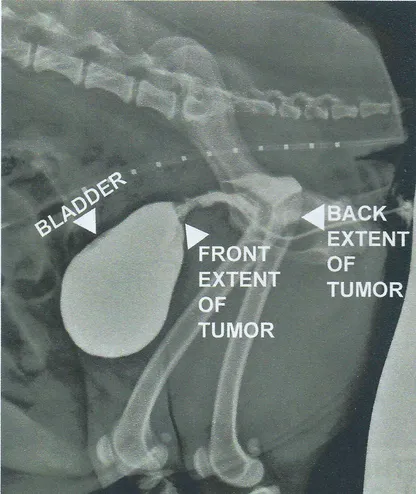 Superior Veterinary Surgical Solutions Board certified Surgeon in Central Florida USA Urethral Stent