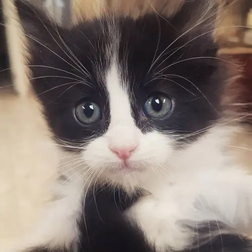 kitten