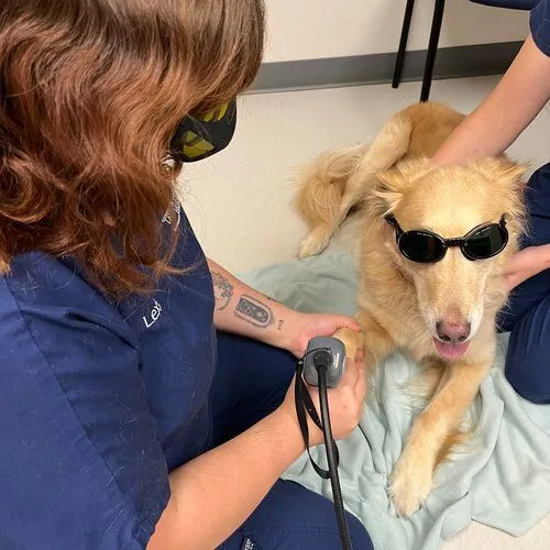 laser therapy