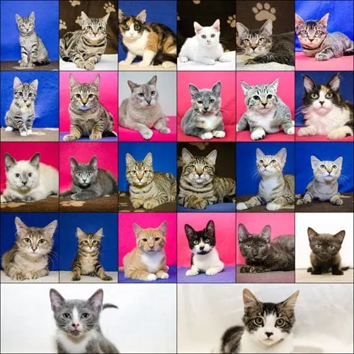 We have found homes for over 200+ Kittens.