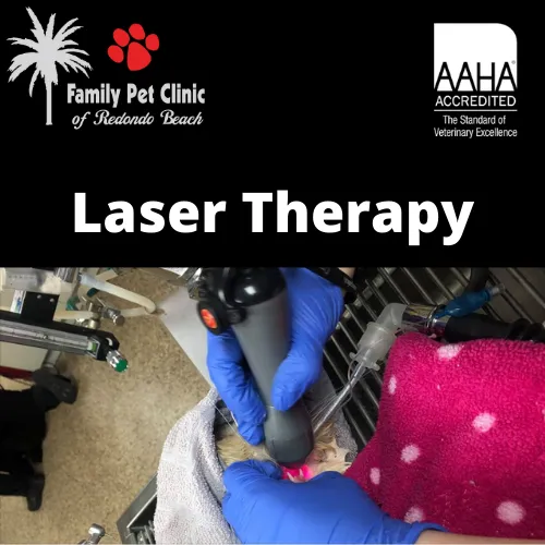 Laser Therapy for Dogs & Cats - Family Pet Clinic of Redondo Beach