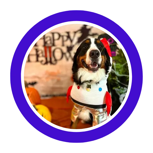 Positive Responsiveness, Reliability, Quality, Professionalism, Value