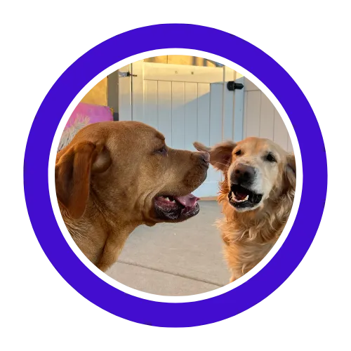 Pupstars is truly the best! 