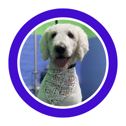 Our dog’s favorite part of the week