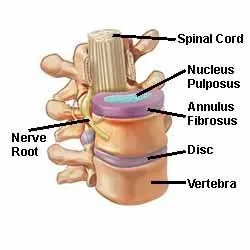 spinal_anatomy.jpg
